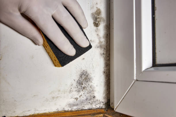 Best Real Estate Mold Inspection  in Middlebury, IN